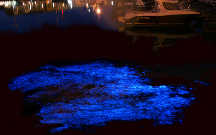 Noctiluca scintillans, a species of bioluminescent dinoflagellate, in Belgium. Hans Hillewaert, Creative Commons. 
