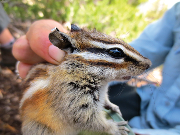 Researchers place an accelerometer on a chipmunk’s back and an identification tag on its ear to track its movements. credit: Tali Hammond