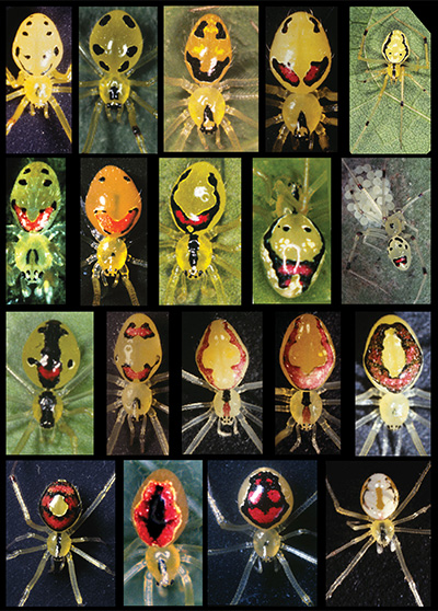 Color morphs of the Hawaiian happy-face spider. (Credit: Rosemary Gillespie)