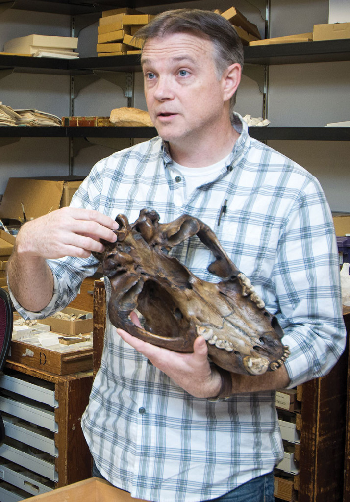 Eric Holt displays the base of the fossilized skull of an American lion (Panthera atrox), which went extinct at the end of the Pleistocene. Credit: Kevin Ho Nguyen