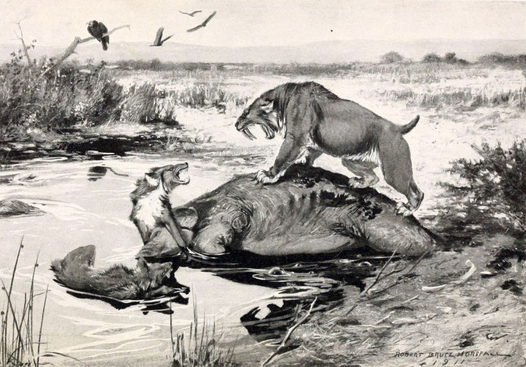 This imagined scene shows a saber-toothed cat (Smilodon californicus, also known as the California State Fossil) challenging a pair of dire wolves (Canis dirus) over a carcass in La Brea some 23,000 years ago.