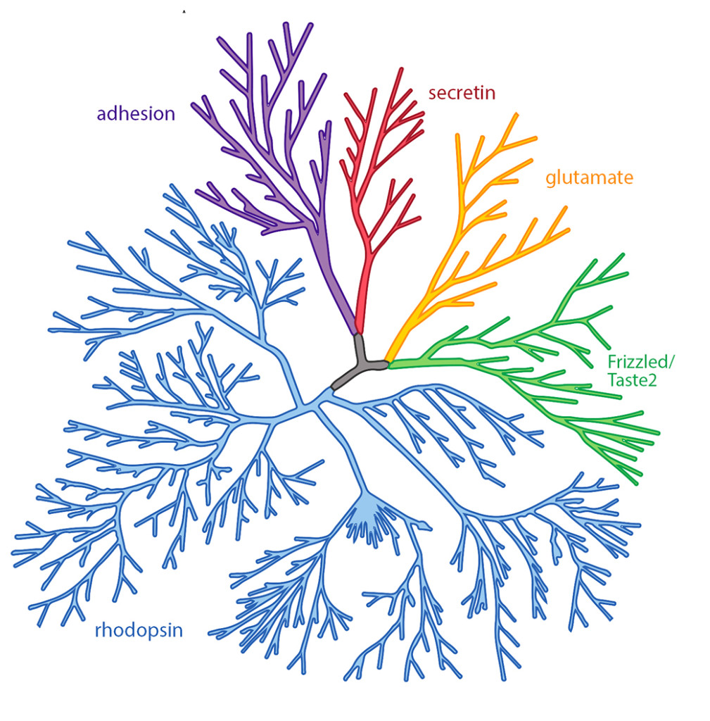 Caption: Phylogenetic tree representation of the human GPCR superfamily. Scientists divide GPCRs into 5 classes based on their sequence and structural similarities. These classes are secretin (red), glutamate (orange), Frizzled/Taste2 (green), rhodopsin (blue), and adhesion (purple). Credit: adapted b from an image from the gpcr network.