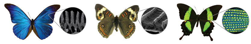 The nanoscale architecture of some butterfliesí wings creates vibrant colors. The scales of blue morpho (left) and buckeye (center) butterflies are layered and patterned with nanostructures made of chitin that interact with light, cancelling out some colors and amplifying others. For the emerald swallowtail (right), a combination of nanostructures—one that reflects yellow light and another that reflects blue—leads to a brilliant green color. 