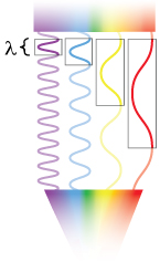 The wavelength, l, of a light wave corresponds to the distance between crests of that wave. Light with longer wavelengths is lower in energy than that with shorter wavelengths, so longer-wavelength red light has less energy than shorter-wavelength blue light. Illustration: Ashley Truxal.