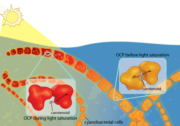 Cyanobacteria need light for photosynthesis, but too much light can damage them. Orange carotenoid protein (OCP) protects the cyanobacteria from excess light. When OCP absorbs light, it changes conformation, causing the carotenoid (a pigment) it contains to migrate to a new location in the protein. As a result, the carotenoid changes from orange to red, a phenomenon that can be seen with the naked eye. Illustration: Ashley Truxal.