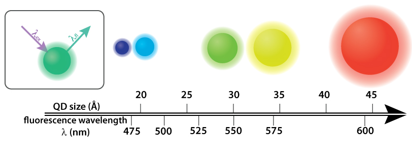 Quantum dots (QDs) are semiconductor nanocrystals that fluoresce in a variety of colors determined by their size. Above, cadmium selenide (CdSe) QDs sit atop a single axis that indicates both their diameter and the color they fluoresce. Inset: In order to give off light by fluorescence (lfl ), the QDs require higher energy light, such as UV light, (lex ) to be shined on them. Infographic: Ashley Truxal; Infographic data: DOI: 10.1021/cm034081k.