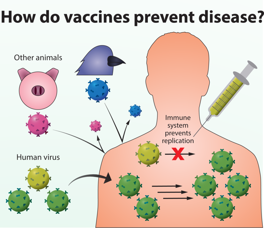Human virus entering body but vaccine preventing replication of some of them