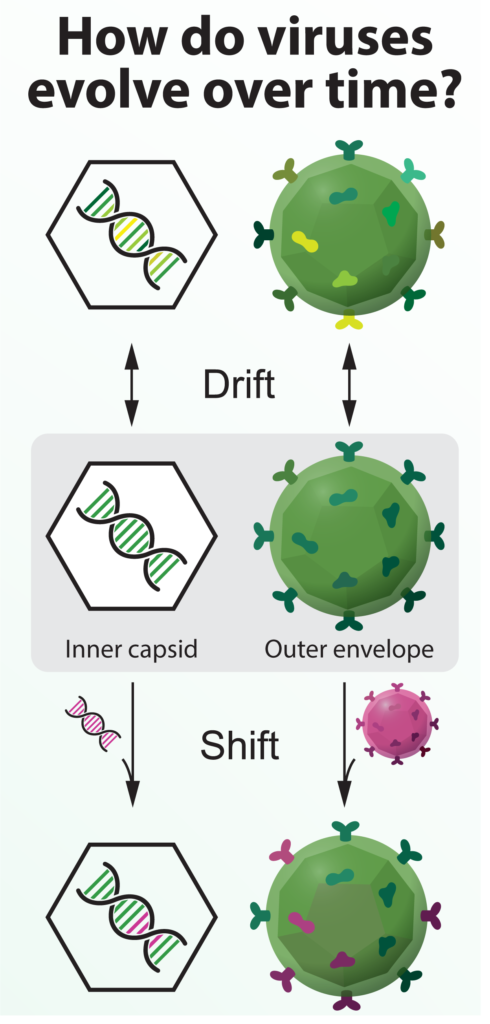 Virus mutating slowly (drift) or changing quickly by combining with another virus.