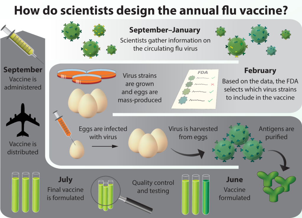 Scientists study virus, decide which strains to attempt to prevent, grow them in eggs, and make the vaccine from these viruses.