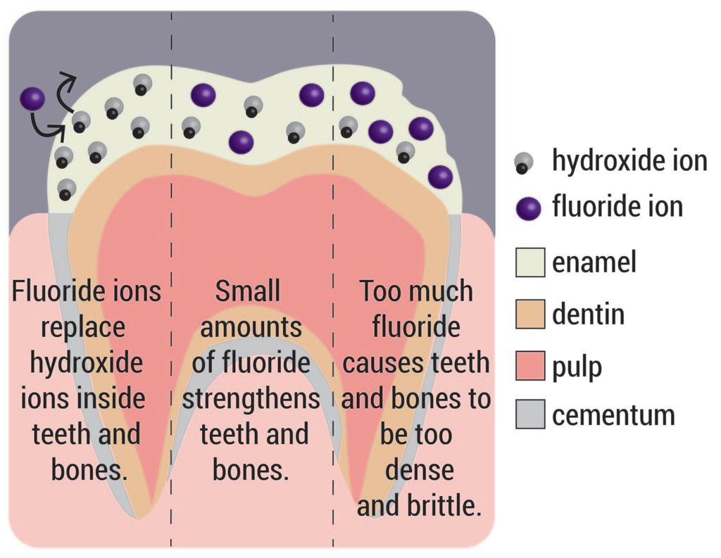 How Is Fluoride Absorbed At Mikayla Whish Blog How Is Fluoride Absorbed At Mikayla Whish Blog