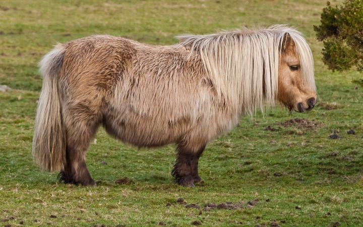 Shetland Pony. Photo via nl.wikipedia.com