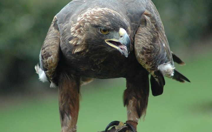 A golden eagle, four times the size of the island fox. Wikimedia Commons (J. Glover).