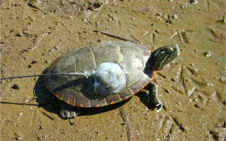 A turtle with a radiotransmitter attached.