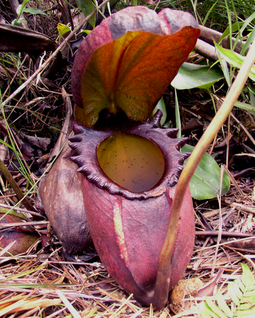 Nepenthes rajah can catch and kill small mammals. Photo via Wikimedia Commons.