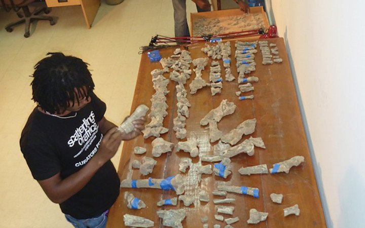 Middle Awash team members working to reconstruct the skeleton of a Pleistocene lion from the Middle Awash study area, Ethiopia, in the Paleoanthropology Laboratory at the National Museum in Addis Ababa. Credit: Tim White.