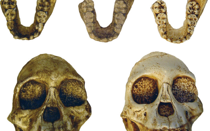 Australopithecus skulls and jawbones, found in Ethiopia, are among the fossils in HERC’s collection. Credit: HERC.