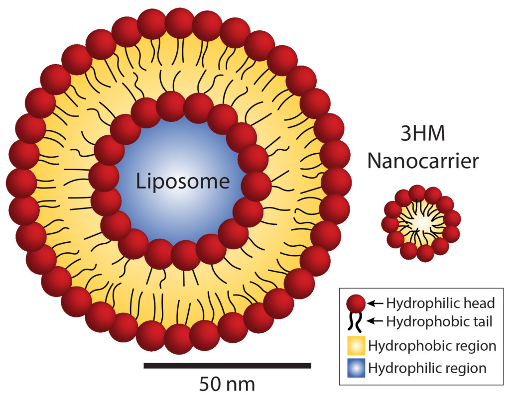 Size comparison of liposomes and 3HM nanocarriers. Whereas liposomes contain two layers of fat molecules, 3HM nanocarriers contain only one layer, allowing them to be much smaller. This compact size makes them more advantageous as drug carriers for cancer therapy.