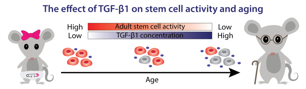 Transforming growth factor beta 1 (TGF-ﬂ1) is necessary for preventing excessive cell proliferation that could otherwise lead to cancer and inflammation. As animals age, the concentration of TGF-ﬂ1 increases, causing stem cells to deactivate and preventing them from adequately responding to tissue and organ injuries. Scientists are investigating how a new drug may lower levels of TGF-ﬂ1 in older animals, allowing stem cells to reactivate and regenerate unhealthy tissues.